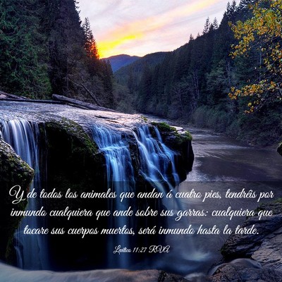 Picture 03 - Levítico 11:27 RVA - Y de todos los animales que andan á cuatro pies, - Bible Verse Picture