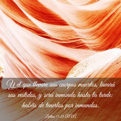 Picture 03 - Levítico 11:28 RVA - Y el que llevare sus cuerpos muertos, lavará sus - Bible Verse Picture