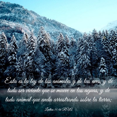 Picture 03 - Levítico 11:46 RVA - Esta es la ley de los animales y de las aves, y - Bible Verse Picture