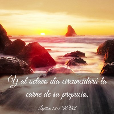 Picture 03 - Levítico 12:3 RVA - Y al octavo día circuncidará la carne de su - Bible Verse Picture