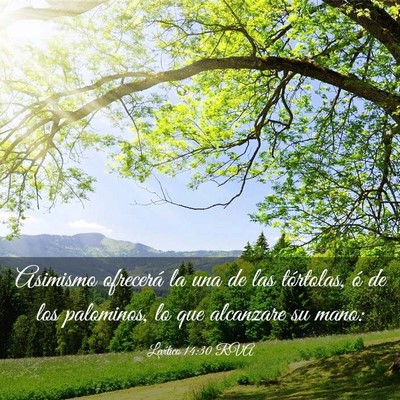 Picture 03 - Levítico 14:30 RVA - Asimismo ofrecerá la una de las tórtolas, ó de - Bible Verse Picture