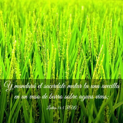 Picture 03 - Levítico 14:5 RVA - Y mandará el sacerdote matar la una avecilla en - Bible Verse Picture