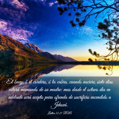 Picture 03 - Levítico 22:27 RVA - El buey, ó el cordero, ó la cabra, cuando - Bible Verse Picture