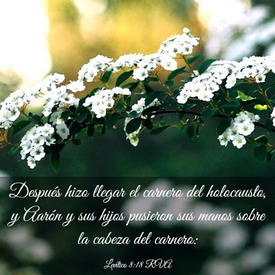 Picture 03 - Levítico 8:18 RVA - Después hizo llegar el carnero del holocausto, y - Bible Verse Picture