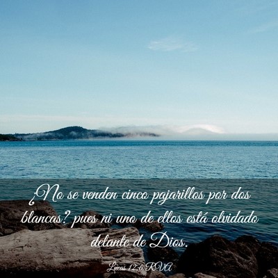Picture 03 - Lucas 12:6 RVA - ¿No se venden cinco pajarillos por dos blancas? - Bible Verse Picture
