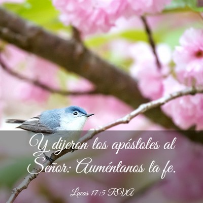 Picture 03 - Lucas 17:5 RVA - Y dijeron los apóstoles al Señor: Auméntanos - Bible Verse Picture