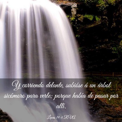 Picture 03 - Lucas 19:4 RVA - Y corriendo delante, subióse á un árbol - Bible Verse Picture