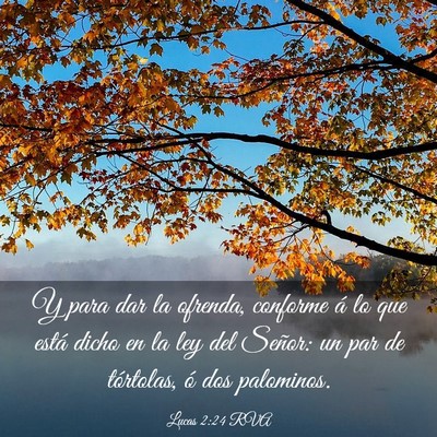 Picture 03 - Lucas 2:24 RVA - Y para dar la ofrenda, conforme á lo que está - Bible Verse Picture