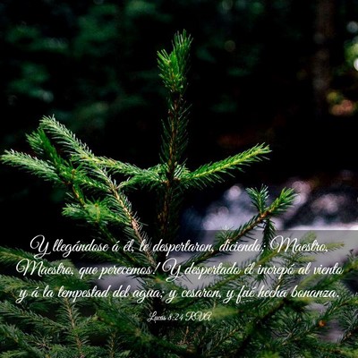 Picture 03 - Lucas 8:24 RVA - Y llegándose á él, le despertaron, diciendo: - Bible Verse Picture