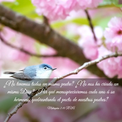 Picture 03 - Malaquías 2:10 RVA - ¿No tenemos todos un mismo padre? ¿No nos ha - Bible Verse Picture