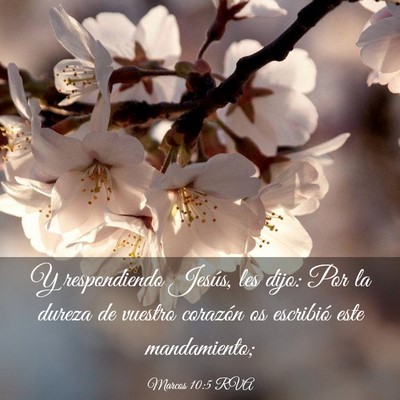 Picture 03 - Marcos 10:5 RVA - Y respondiendo Jesús, les dijo: Por la dureza de - Bible Verse Picture