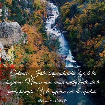 Picture 03 - Marcos 11:14 RVA - Entonces Jesús respondiendo, dijo á la higuera: - Bible Verse Picture