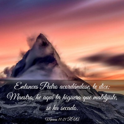 Picture 03 - Marcos 11:21 RVA - Entonces Pedro acordándose, le dice: Maestro, he - Bible Verse Picture