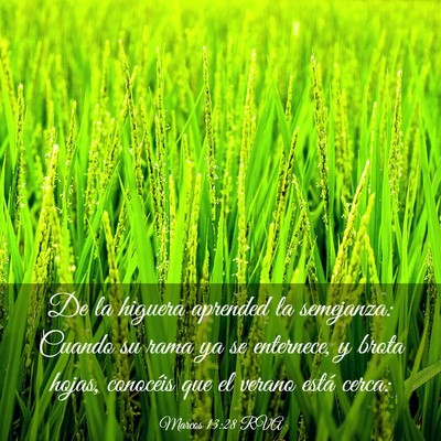 Picture 03 - Marcos 13:28 RVA - De la higuera aprended la semejanza: Cuando su - Bible Verse Picture
