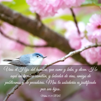 Picture 03 - Mateo 11:19 RVA - Vino el Hijo del hombre, que come y bebe, y - Bible Verse Picture