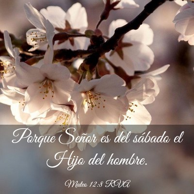 Picture 03 - Mateo 12:8 RVA - Porque Señor es del sábado el Hijo del - Bible Verse Picture