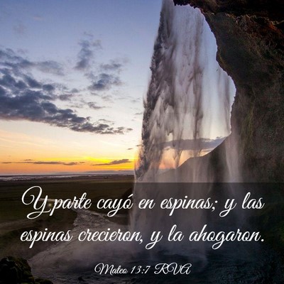 Picture 03 - Mateo 13:7 RVA - Y parte cayó en espinas; y las espinas - Bible Verse Picture