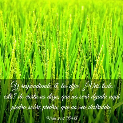 Picture 03 - Mateo 24:2 RVA - Y respondiendo él, les dijo: ¿Veis todo esto? - Bible Verse Picture