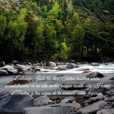 Picture 03 - Mateo 26:31 RVA - Entonces Jesús les dice: Todos vosotros seréis - Bible Verse Picture