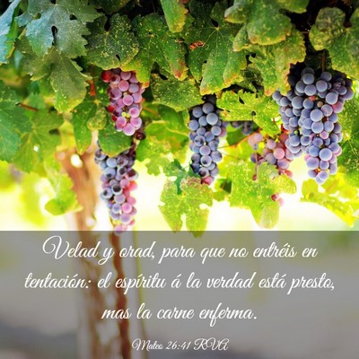 Picture 03 - Mateo 26:41 RVA - Velad y orad, para que no entréis en tentación: - Bible Verse Picture