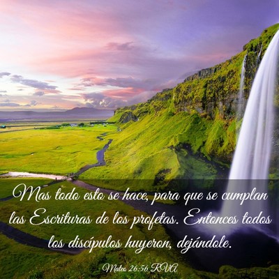 Picture 03 - Mateo 26:56 RVA - Mas todo esto se hace, para que se cumplan las - Bible Verse Picture