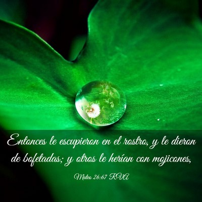 Picture 03 - Mateo 26:67 RVA - Entonces le escupieron en el rostro, y le dieron - Bible Verse Picture
