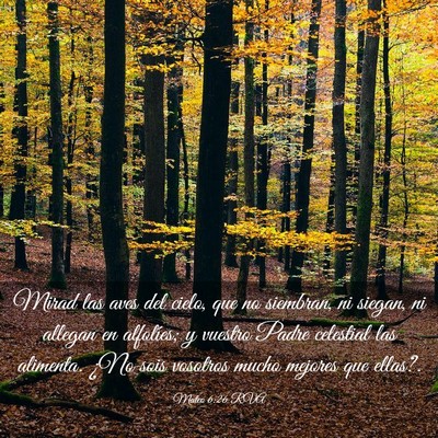 Picture 03 - Mateo 6:26 RVA - Mirad las aves del cielo, que no siembran, ni - Bible Verse Picture