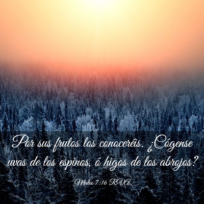 Picture 03 - Mateo 7:16 RVA - Por sus frutos los conoceréis. ¿Cógense uvas - Bible Verse Picture