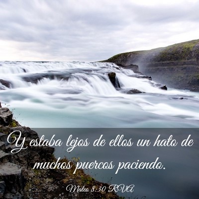 Picture 03 - Mateo 8:30 RVA - Y estaba lejos de ellos un hato de muchos puercos - Bible Verse Picture