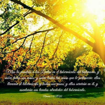Picture 03 - Números 1:50 RVA - Mas tú pondrás á los Levitas en el - Bible Verse Picture