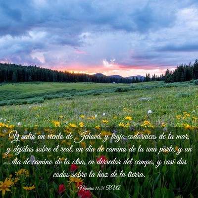 Picture 03 - Números 11:31 RVA - Y salió un viento de Jehová, y trajo codornices - Bible Verse Picture