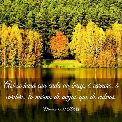 Picture 03 - Números 15:11 RVA - Así se hará con cada un buey, ó carnero, ó - Bible Verse Picture