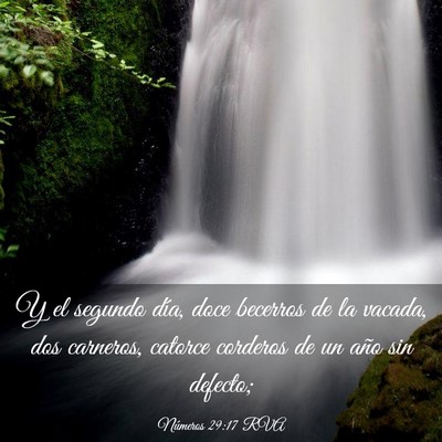 Picture 03 - Números 29:17 RVA - Y el segundo día, doce becerros de la vacada, - Bible Verse Picture