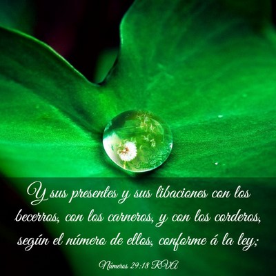 Picture 03 - Números 29:18 RVA - Y sus presentes y sus libaciones con los - Bible Verse Picture