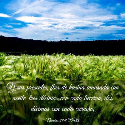 Picture 03 - Números 29:9 RVA - Y sus presentes, flor de harina amasada con - Bible Verse Picture