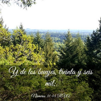 Picture 03 - Números 31:44 RVA - Y de los bueyes, treinta y seis - Bible Verse Picture