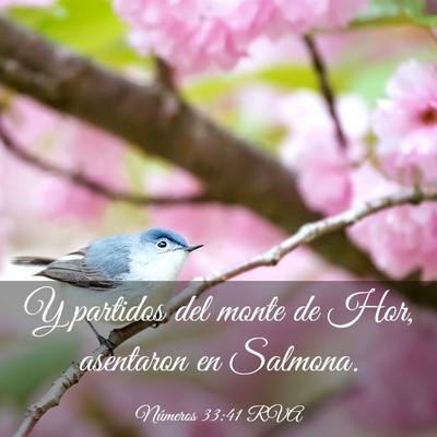 Picture 03 - Números 33:41 RVA - Y partidos del monte de Hor, asentaron en - Bible Verse Picture