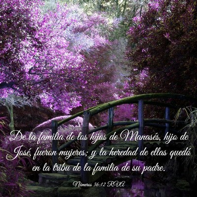Picture 03 - Números 36:12 RVA - De la familia de los hijos de Manasés, hijo de - Bible Verse Picture