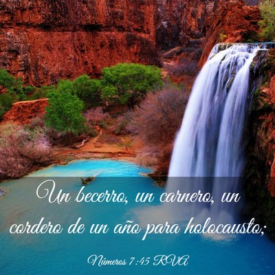 Picture 03 - Números 7:45 RVA - Un becerro, un carnero, un cordero de un año - Bible Verse Picture