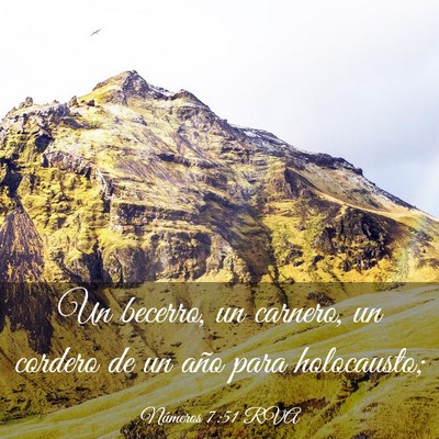 Picture 03 - Números 7:51 RVA - Un becerro, un carnero, un cordero de un año - Bible Verse Picture