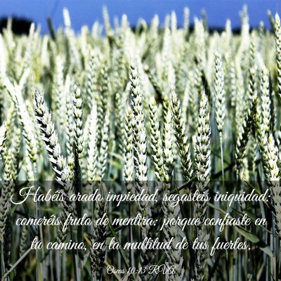 Picture 03 - Oseas 10:13 RVA - Habéis arado impiedad, segasteis iniquidad: - Bible Verse Picture