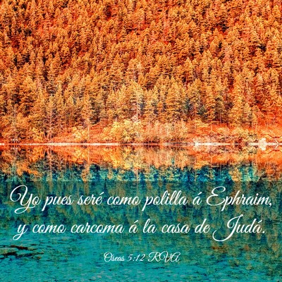 Picture 03 - Oseas 5:12 RVA - Yo pues seré como polilla á Ephraim, y como - Bible Verse Picture