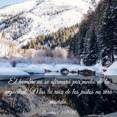 Picture 03 - Proverbios 12:3 RVA - El hombre no se afirmará por medio de la - Bible Verse Picture