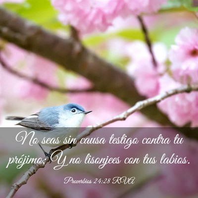 Picture 03 - Proverbios 24:28 RVA - No seas sin causa testigo contra tu prójimo; Y - Bible Verse Picture