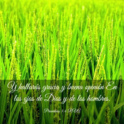 Picture 03 - Proverbios 3:4 RVA - Y hallarás gracia y buena opinión En los ojos - Bible Verse Picture