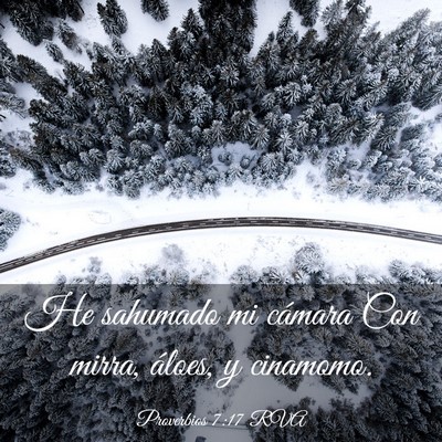 Picture 03 - Proverbios 7:17 RVA - He sahumado mi cámara Con mirra, áloes, y - Bible Verse Picture