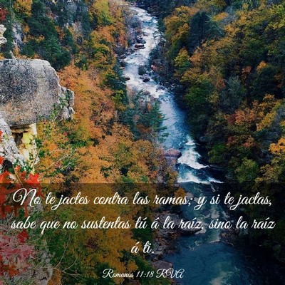 Picture 03 - Romanos 11:18 RVA - No te jactes contra las ramas; y si te jactas, - Bible Verse Picture