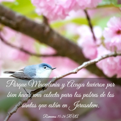 Picture 03 - Romanos 15:26 RVA - Porque Macedonia y Acaya tuvieron por bien hacer - Bible Verse Picture