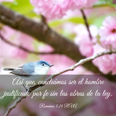 Picture 03 - Romanos 3:28 RVA - Así que, concluímos ser el hombre justificado - Bible Verse Picture