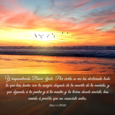 Picture 03 - Rut 2:11 RVA - Y respondiendo Booz, díjole: Por cierto se me ha - Bible Verse Picture